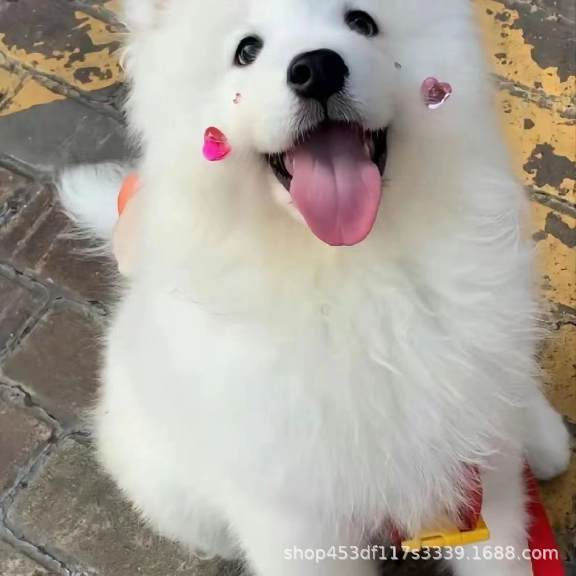 出售精品熊版萨摩耶活体幼犬宠物犬宠物狗小狗活体大骨架大头版纯