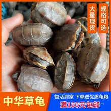 小乌龟活物观赏批发龟苗宠物中华龟乌龟墨外塘龟活物摆摊金线