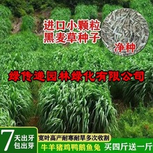 批发进口四倍体黑麦草种子多年生耐寒牧草种子鸡鸭鹅猪牛羊鱼草籽