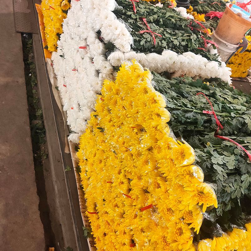 清明节菊花鲜花花束黄白菊鲜花祭奠扫墓新鲜白菊花大菊花广州直批