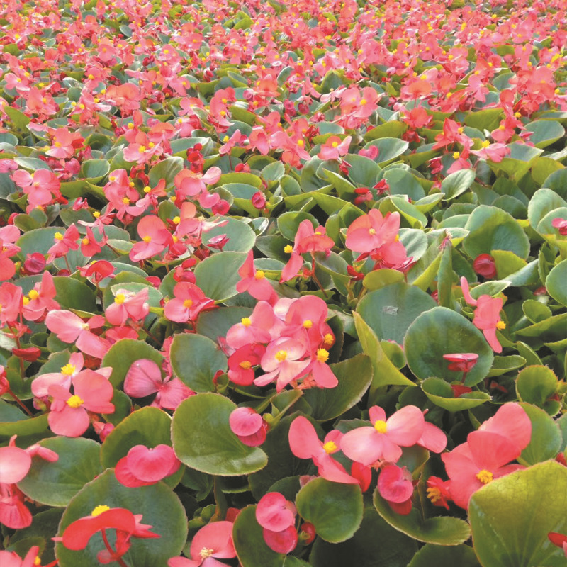 四季海棠青州花卉基地 大花海棠组摆盆栽花卉 四季秋海棠工程花卉