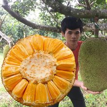 越南红肉菠萝蜜一整个8-25斤海南红心波罗蜜当季热带新鲜水果整箱