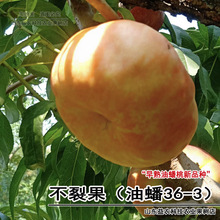 新品种桃树树苗特大嫁接油蟠36—5早熟油蟠桃不裂果南方北方种植