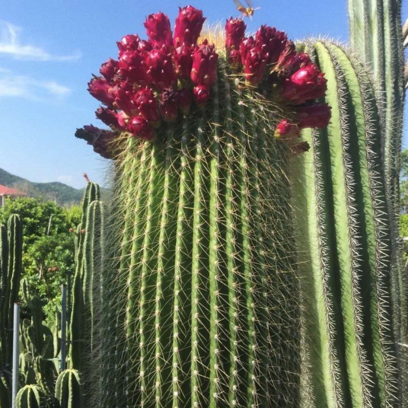 大凤龙仙人球小苗 实生仙人掌科籽播种子苗 仙人柱多肉植物小盆栽