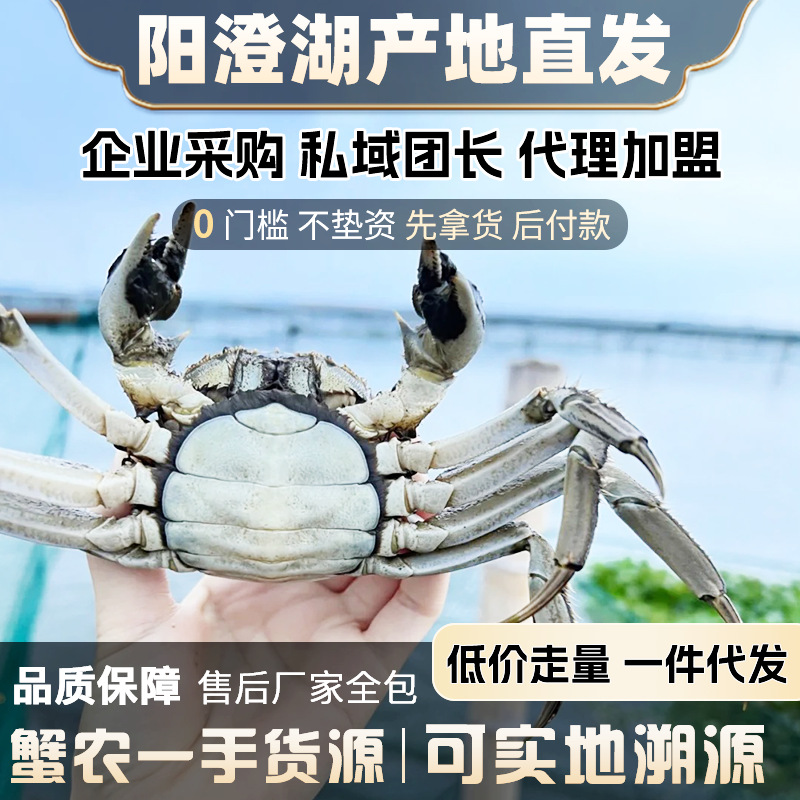 阳澄湖鲜活大闸蟹毛蟹采购批发加盟螃蟹卡湖蟹礼盒包装含泡沫箱