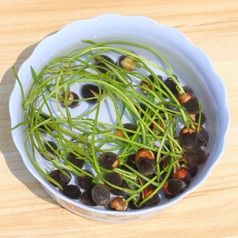 迷你荷花碗莲种子水培植物花卉室内水养莲花好养荷花迷你睡莲盆栽