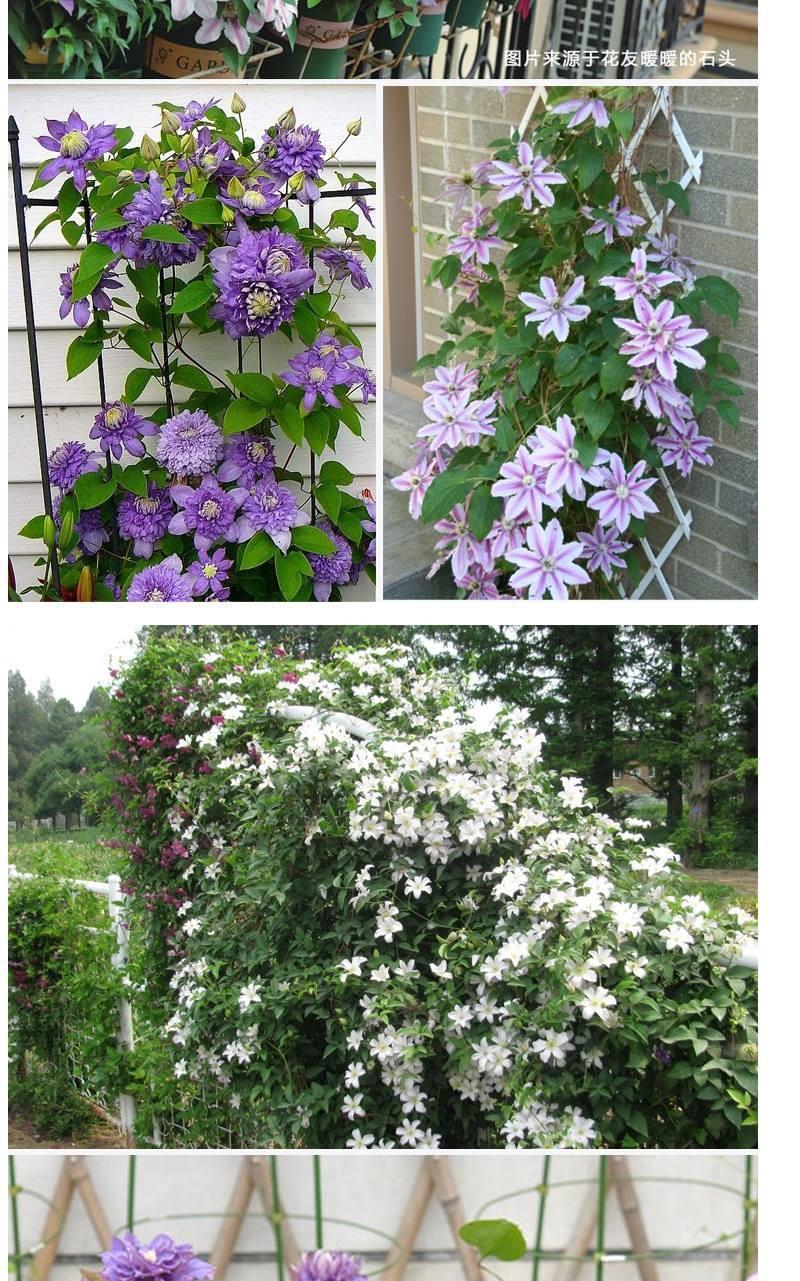 四季开花铁线莲花苗花卉盆栽爬藤植物球根庭院花易活绿植盆栽植物