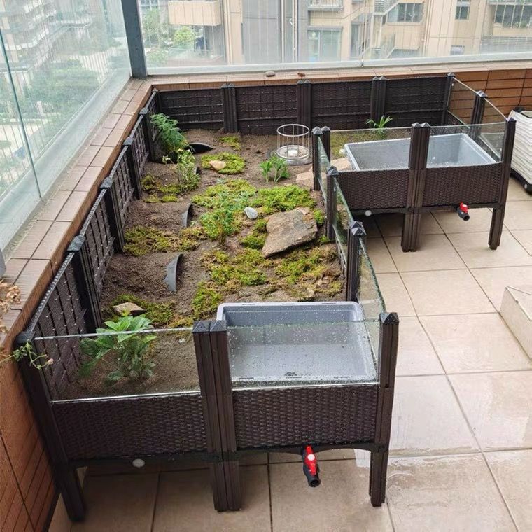 陆龟宠物龟图片