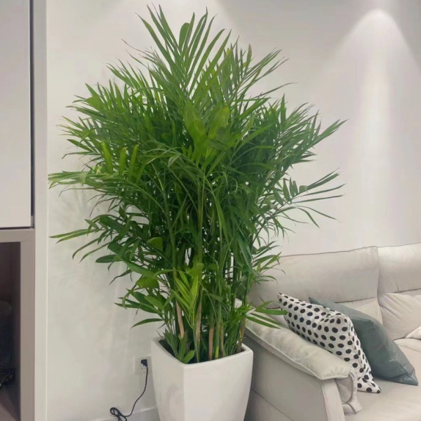 【基地直销】夏威夷竹大型绿植观叶植物家用盆景全店包邮-阿里巴巴