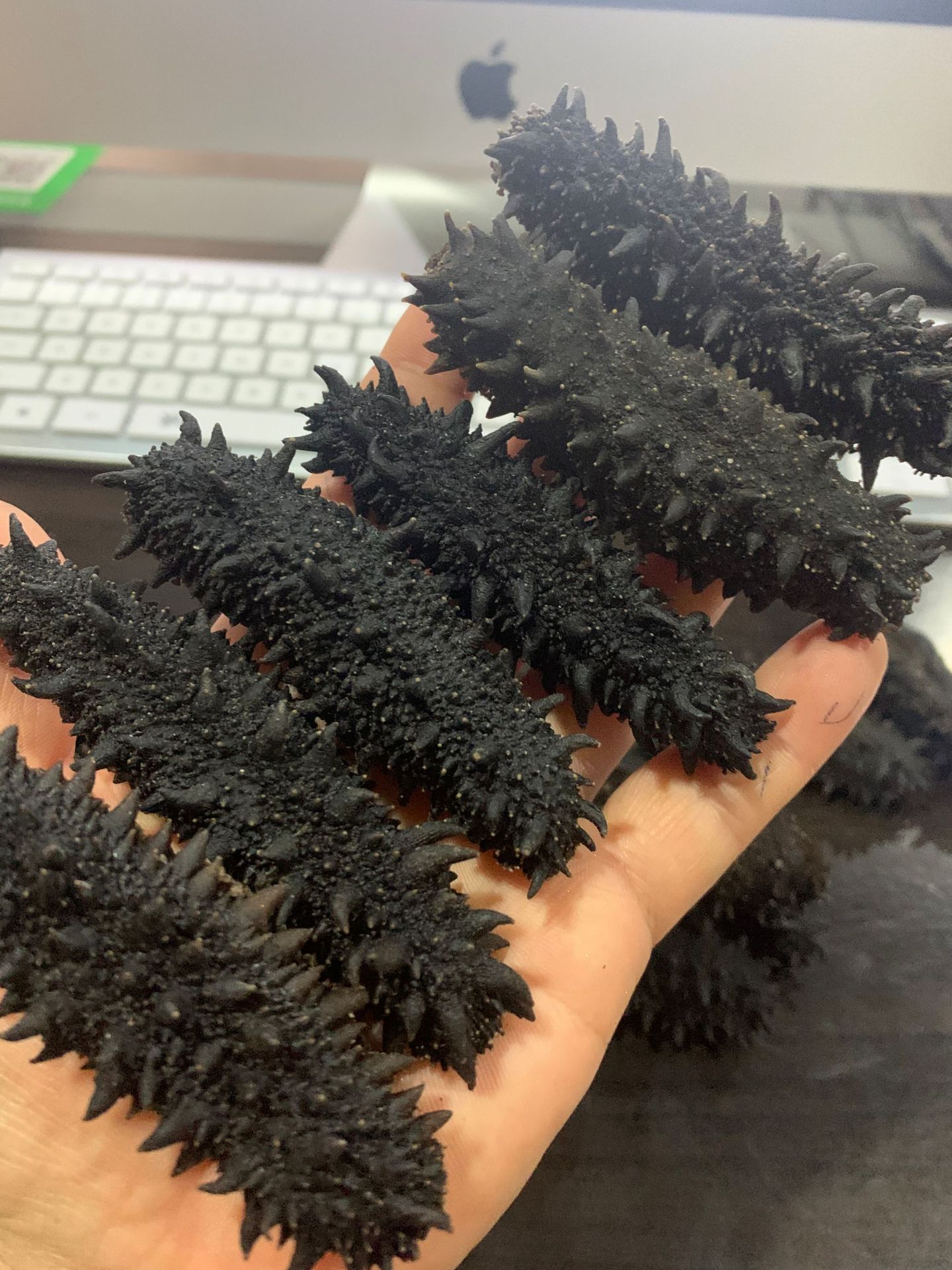 俄罗斯海参25头纯俄罗斯萨哈林大红参一盒一斤25个头6排刺海参