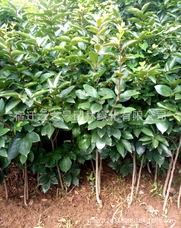 柿子树苗批发果树苗柿子树苗阳丰柿磨盘柿子子嫁接果树庭院地栽