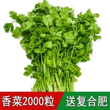 四季香菜种子香菜籽大叶芫荽阳台种菜庭院盆栽南方蔬菜种籽孑菜籽