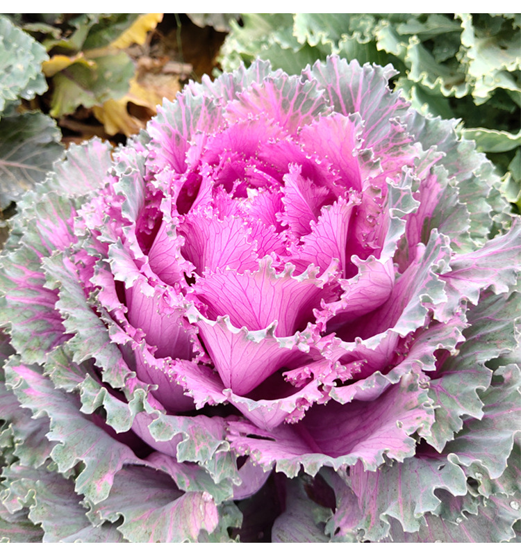 厂家批发混色羽衣甘蓝种子粉白紫红家庭观赏食用甘蓝种籽约100粒