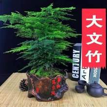 文竹盆栽绿植室内土水培植物云竹盆景带盆花卉客厅四季常青文竹苗