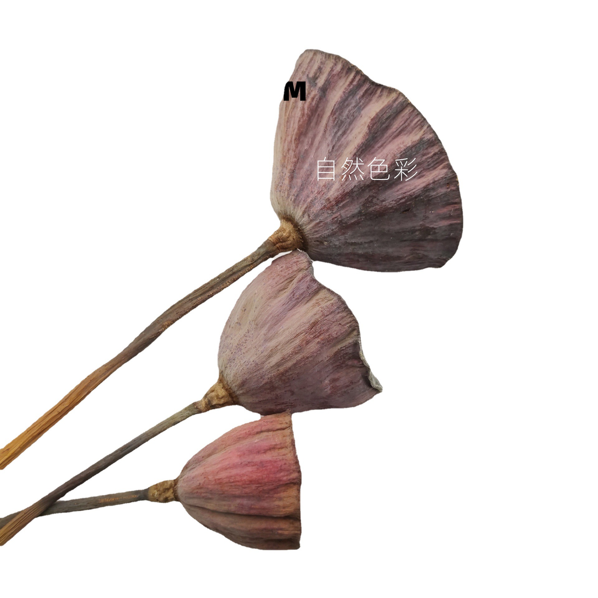 莲蓬 干花莲蓬 干莲蓬花艺插花 花束干花 婚庆装饰-阿里巴巴