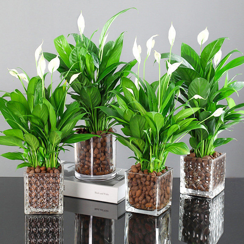 水培绿萝植物水养