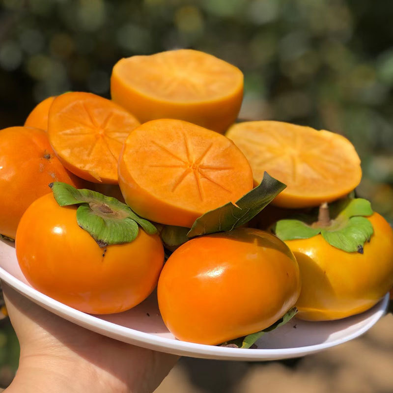 陕西巧克力脆柿子新鲜水果5斤脆甜硬柿子应季脆皮柿子甜脆柿