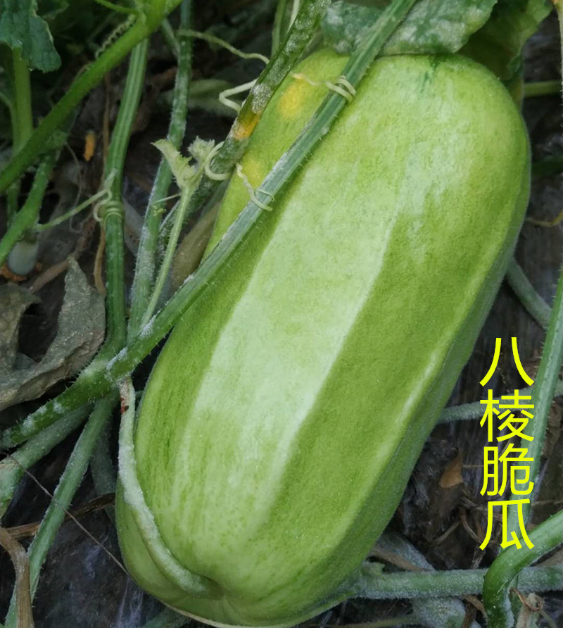 山东八棱脆瓜菜瓜烧瓜水果非甜瓜羊角蜜玉女瓜新鲜现摘五斤装