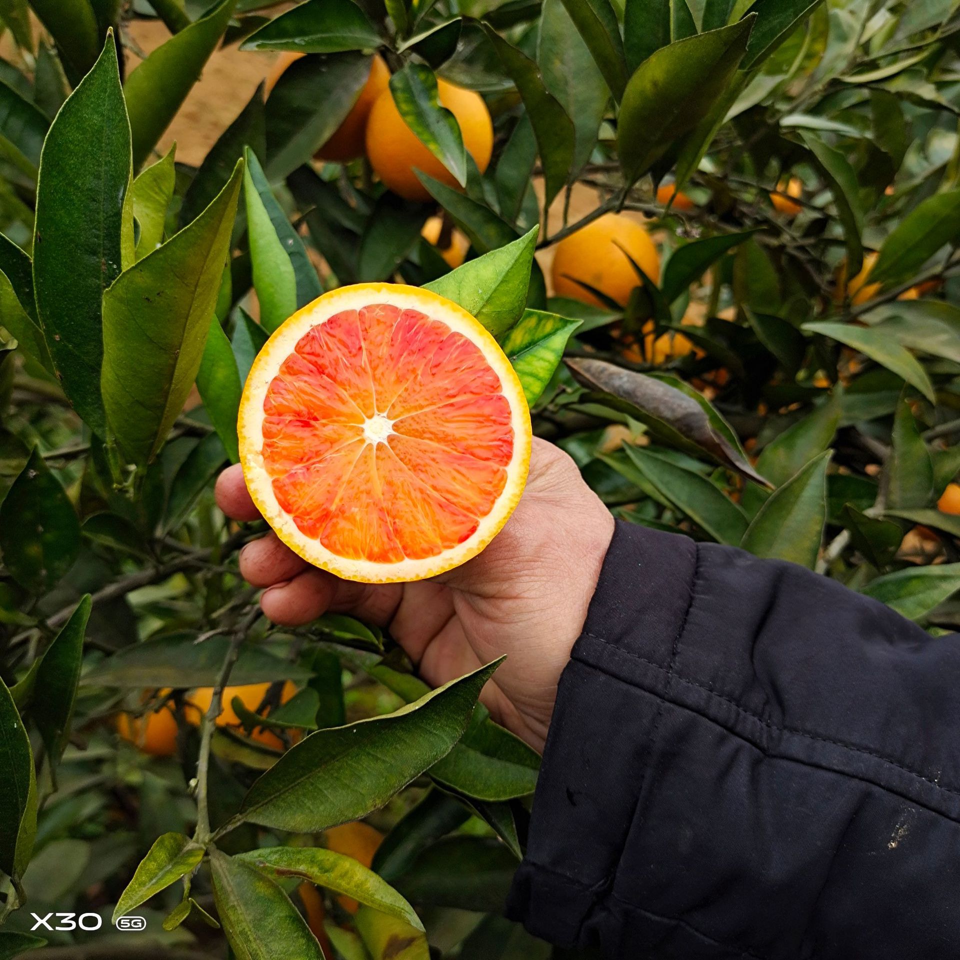 血橙新鲜水果四川资中塔罗科红心橙脐橙子冰糖橙整箱9斤一件代发