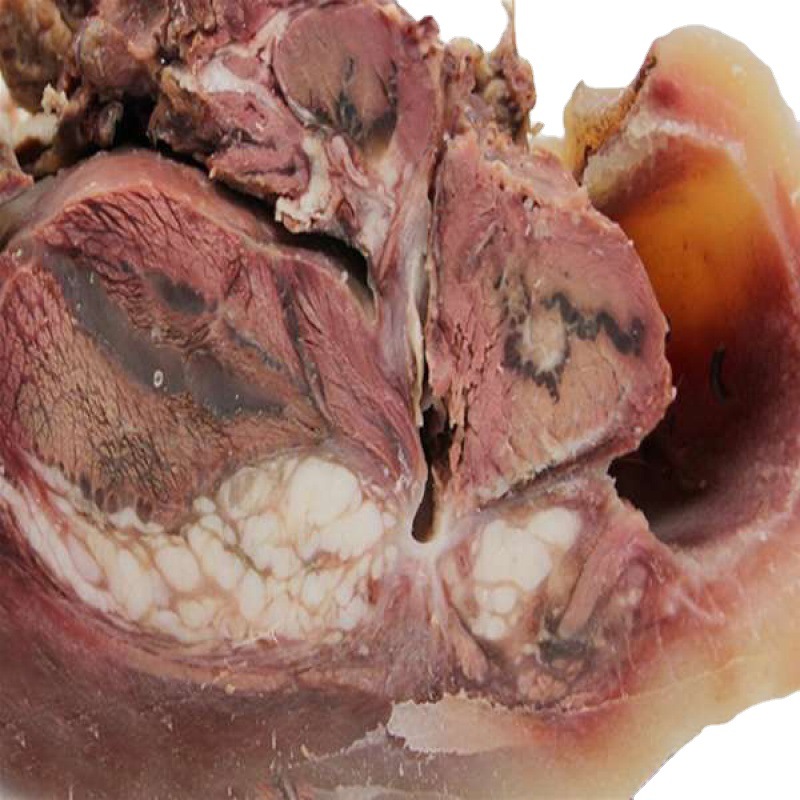 带皮黄牛肉-带皮黄牛肉厂家,品牌,图片,热帖-阿里巴巴