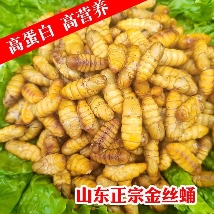 特级蚕蛹鲜活金丝蛹速冻活体特价批发大蛹子山东特产桑蚕蛹金丝蛹
