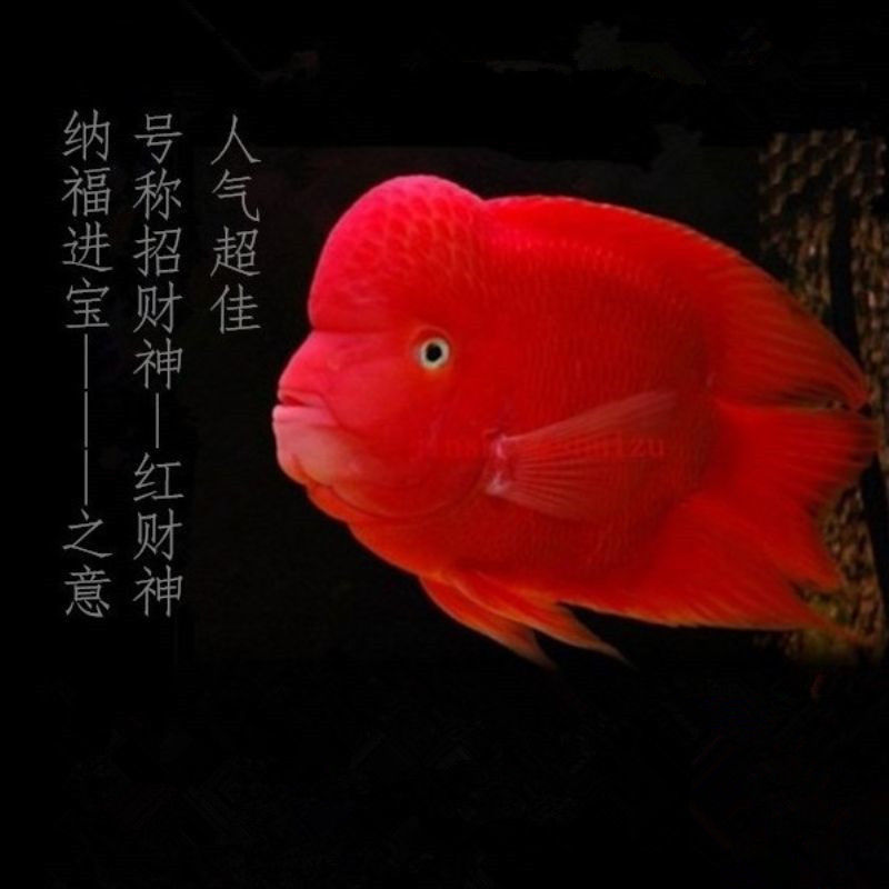 54成交10件热带观赏鱼活体血红鹦鹉鱼活鱼发财鱼淡水好养招财鱼苗元宝