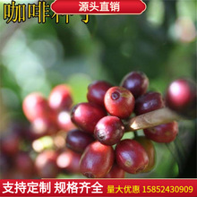 卡蒂姆咖啡种子 小粒咖啡豆种子 高产量的咖啡种子适合庭院种