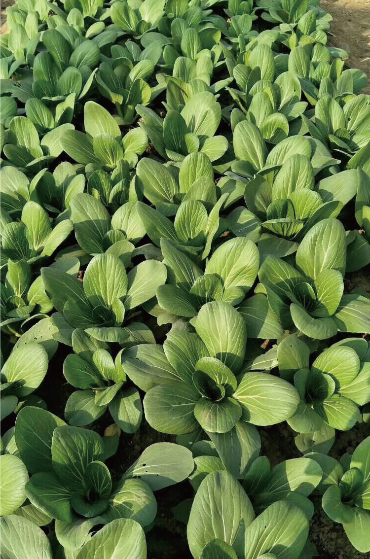 常丰黑叶五月慢油菜种子矮箕青帮绿叶油菜种籽四季小青菜种子批发