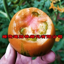 草莓番茄种子铁皮柿子早熟西红柿籽阳台菜园大田春秋季水果蔬菜孑