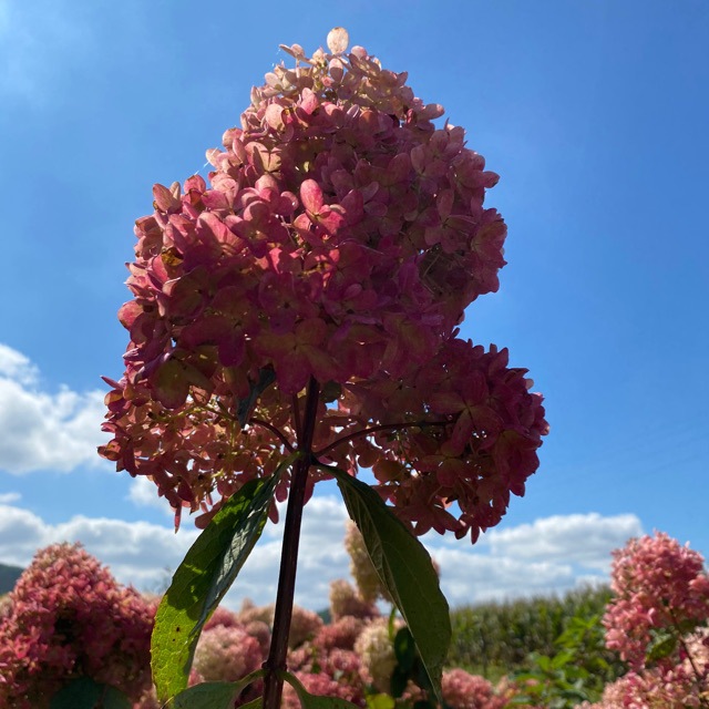 变色圆锥绣球 木本绣球花 香草草莓 石灰灯大花水桠木