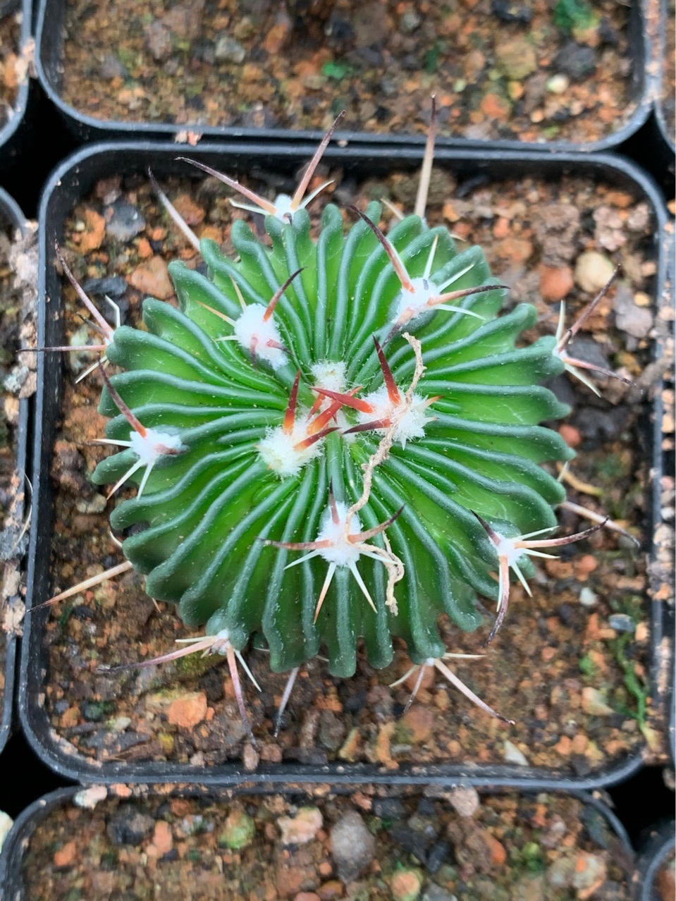 仙人球 多棱玉 3-4cm