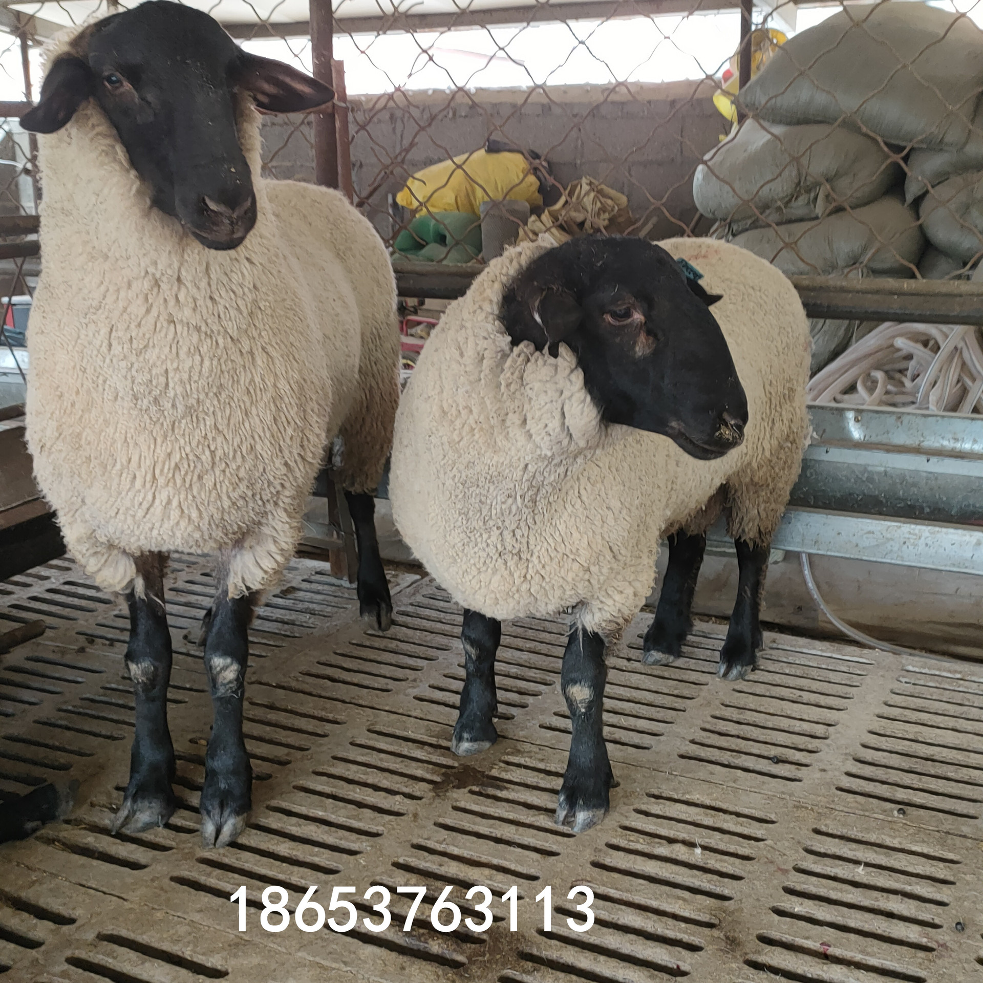 5个月萨福克母羊羊羔多少钱一只 萨福克绵羊种公羊吃什么上膘快