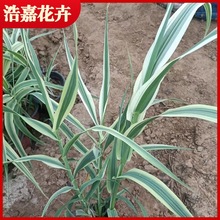 花叶芦竹水生花卉植物 用于庭院池塘观赏水景园 庭院观赏植物