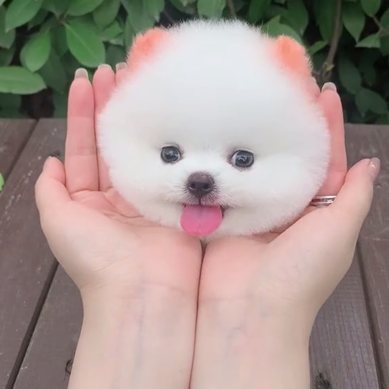 ly纯种白博美幼犬茶杯犬小型可爱迷你长不大活体俊介犬宠物真小狗