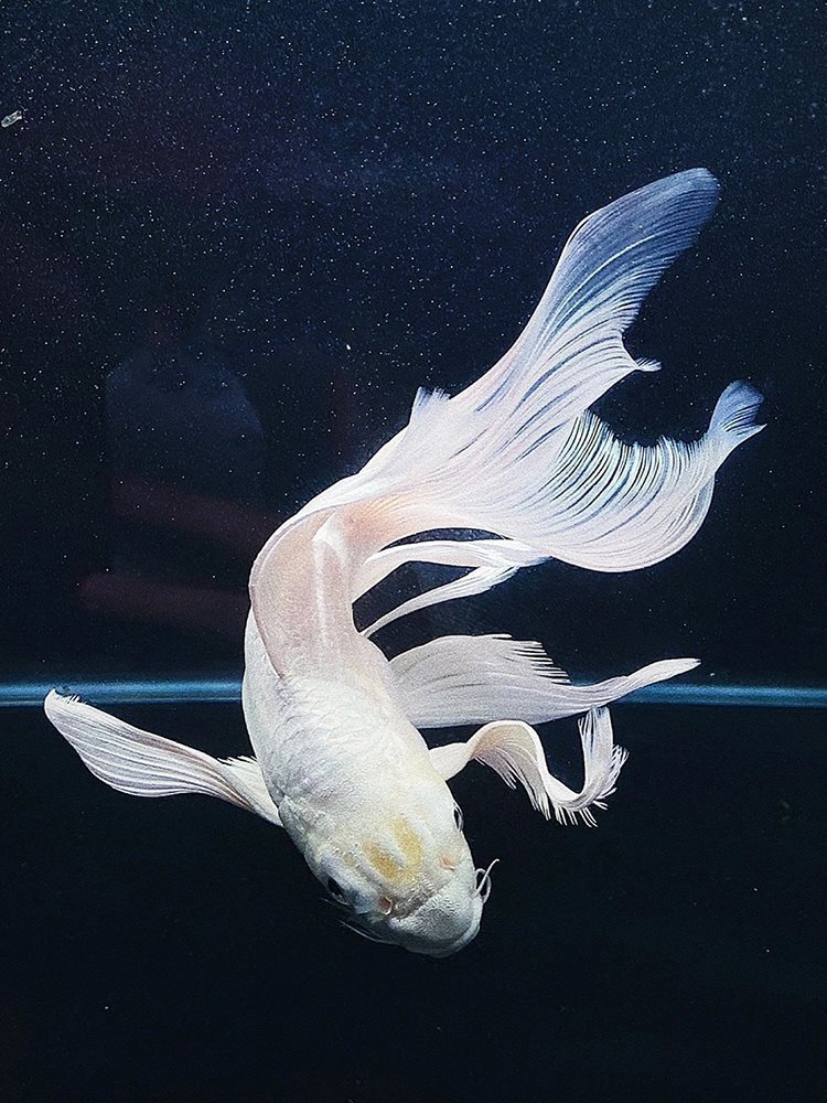 观赏鱼蝴蝶鲤小鱼活体短身球体狮头贵妃锦鲤白色种大尾鲤鱼活体