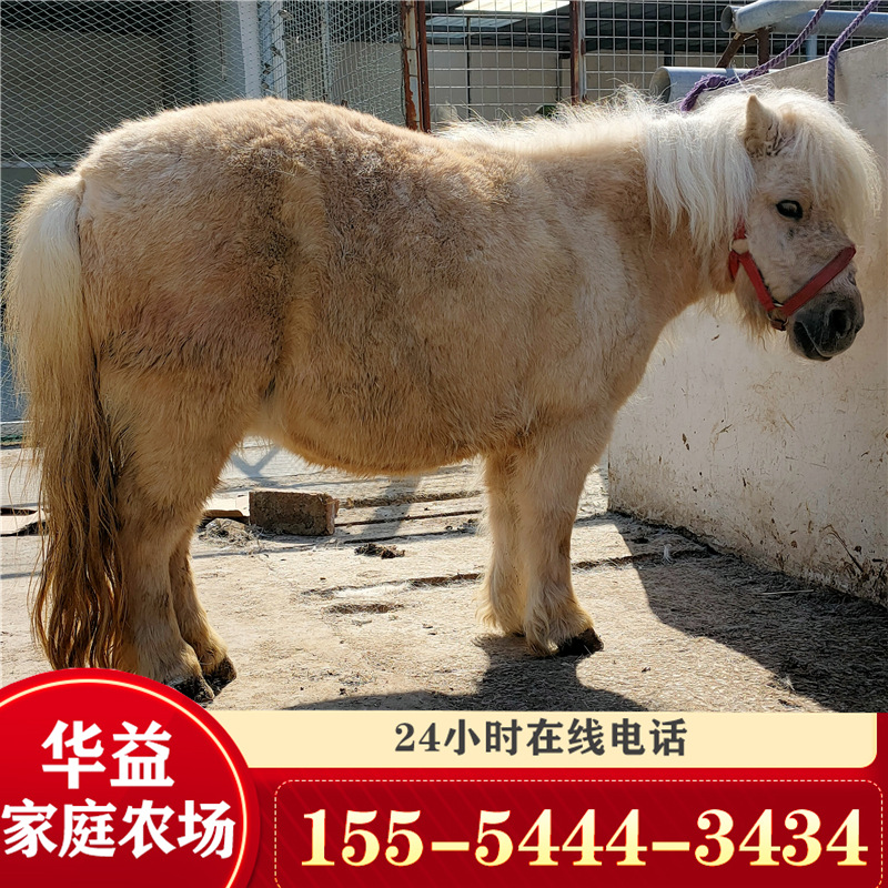 出售宠物马市场价格 景区观赏迷你矮马养殖马匹注意事项支持发货