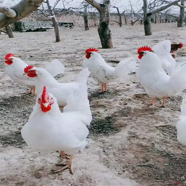 生态散养土鸡 白毛公鸡苗  批发白羽土鸡苗 白鸡苗价格全国包邮