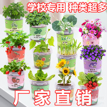 儿童种植小盆栽幼儿园观察植物生长发芽礼物学生创意种植成活率高