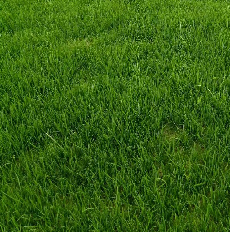 四川批发南方四季常青多年生草坪皮护坡高羊茅混播籽牧草黑麦草