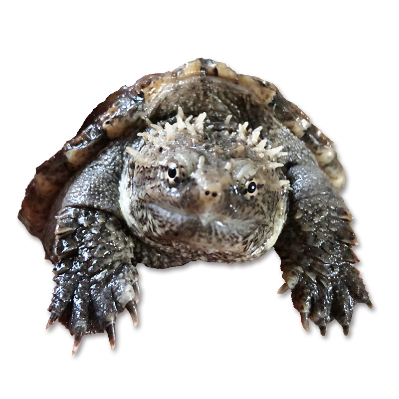 原种纯佛鳄龟爆刺鳄鱼龟幼苗佛鳄龟活物杂佛北美小鳄龟乌龟宠物 图片