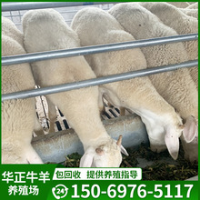 哪里有卖小尾寒羊肉羊的多少钱一只羊羔价格山羊羊羔价格