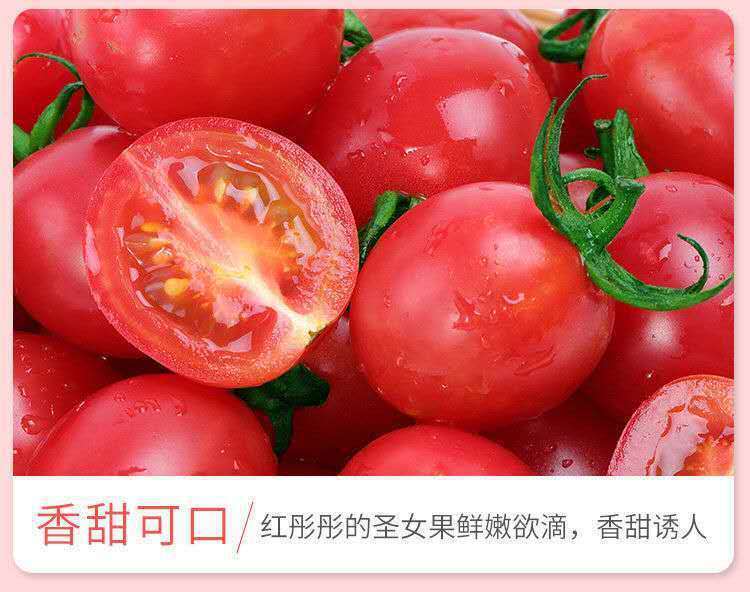 现摘大棚千禧小番茄圣女果贝贝樱桃柿子应季孕妇水果—斤批发