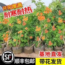 一件代发耐寒凌霄花苗爬藤植物四季开花卉大苗绿植盆栽庭院阳台炮