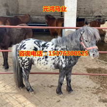 贵州哪里有卖迷你小矮马 贵阳附近大型养马场 景区儿童骑乘马价格