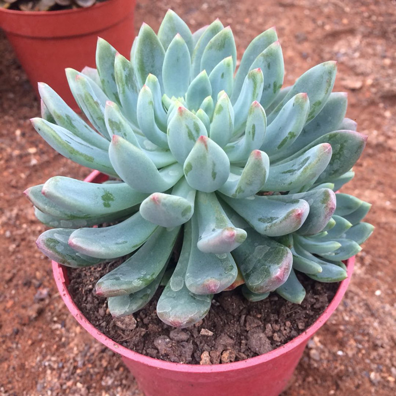 基地直供多肉植物 蓝孔雀 桌面养眼净空气办公室电脑前大颗