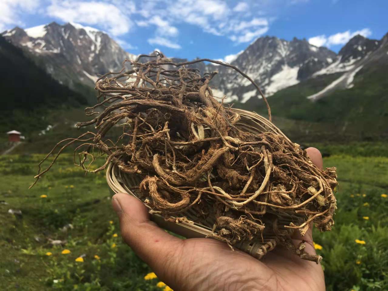 西藏黄芪 藏区直发