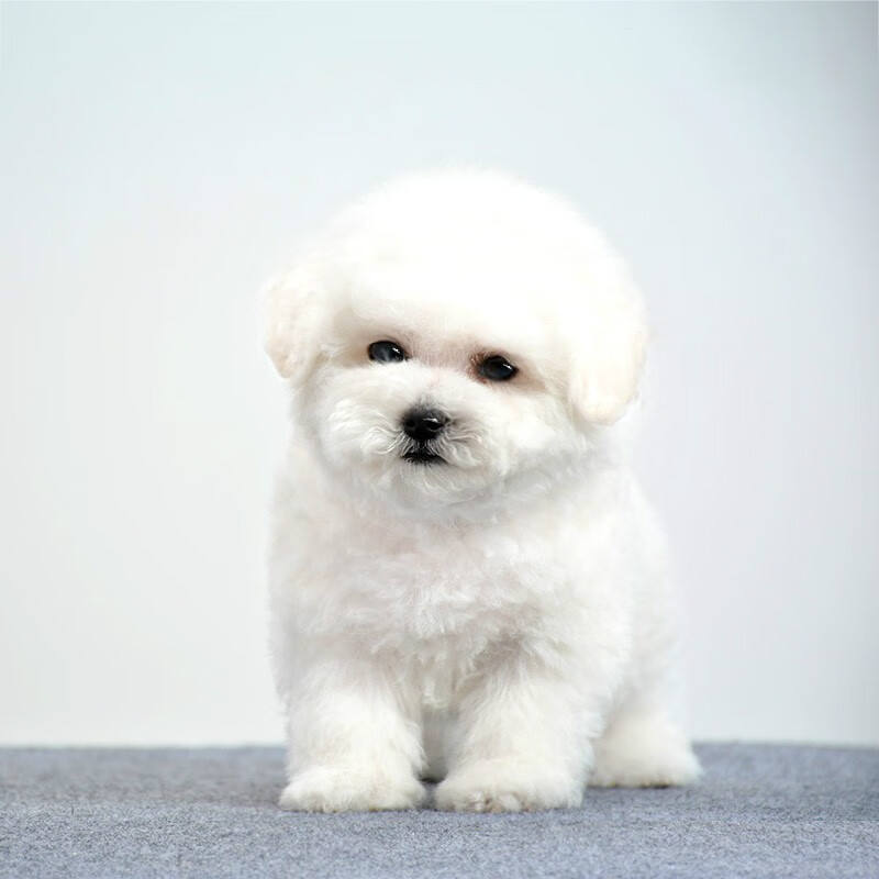 比熊幼犬纯种宠物狗比熊犬幼犬活体出售小型犬比熊幼犬活物长不大