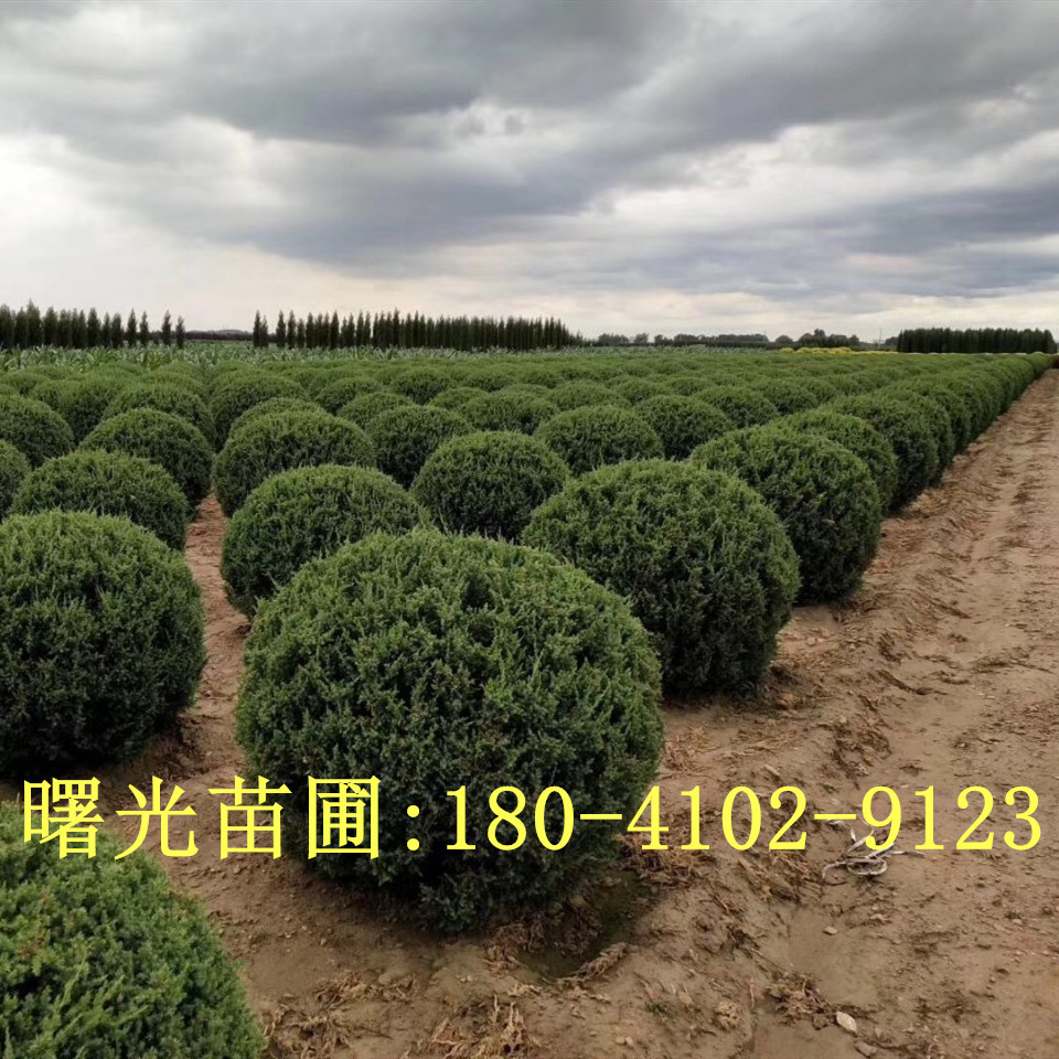 大量供应露地桧柏球 绿色球形园林植物丹东桧柏 桧柏球侧柏灌木