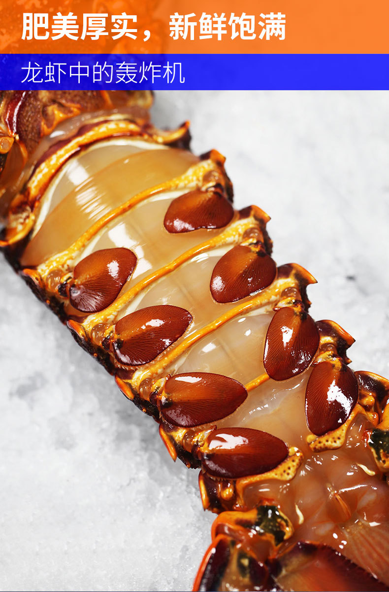 澳洲红龙虾鲜活超大急冻大龙虾青龙波士顿小龙虾鲜活特大号龙虾