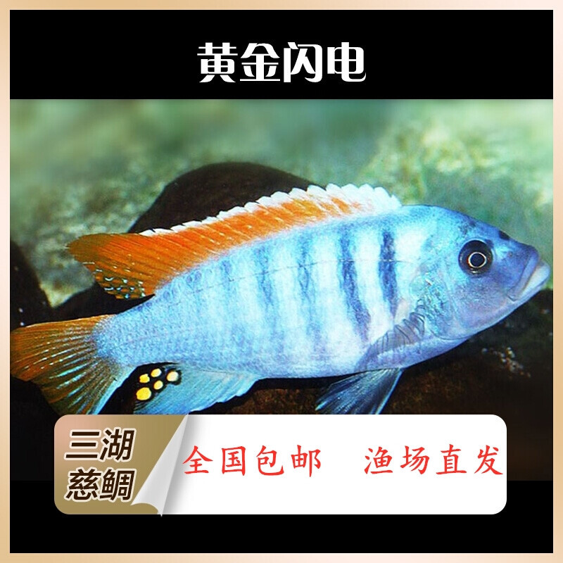 三湖慈鲷鱼活体马鲷银背阿里马面小型淡水观赏非洲王子热带鱼蓝斑